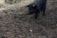 C9C93AD8-D08F-4EB7-9103-7E6A4D760043