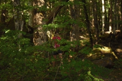 mittwoch (11)