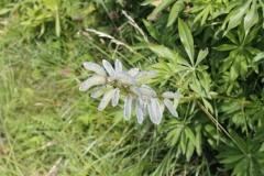 image74